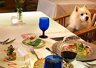 リストランテで愛犬とご一緒にお食事を召し上がれます