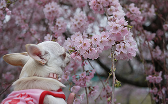 第２９回河津桜まつり期間の販売始めました！！