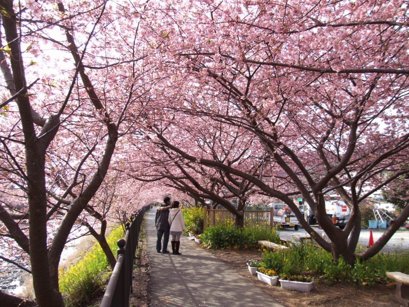 2025年2月〜河津桜期間 ご予約受付開始しました。