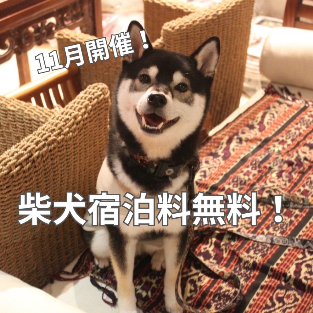 【11月限定】柴犬のわんこ宿泊料無料！