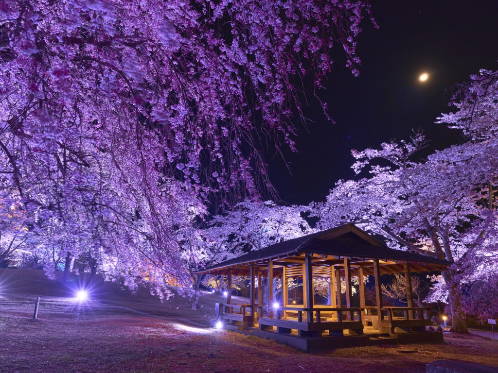 さくらの里　夜桜観賞会2025　3/22～4/6 開催予定！